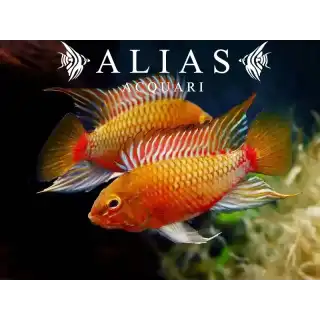 Apistogramma sp. Red Stroke