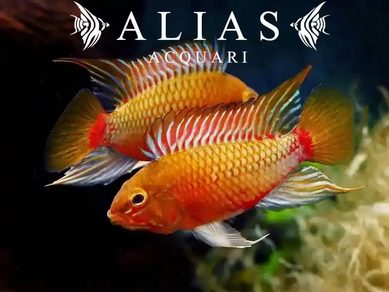 Apistogramma sp. Red Stroke