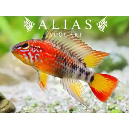 Apistogramma Macmasteri