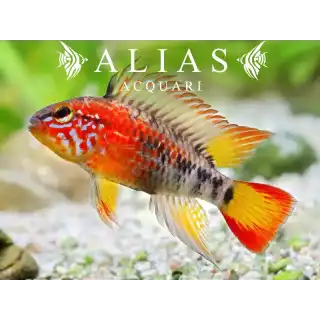 Apistogramma Macmasteri