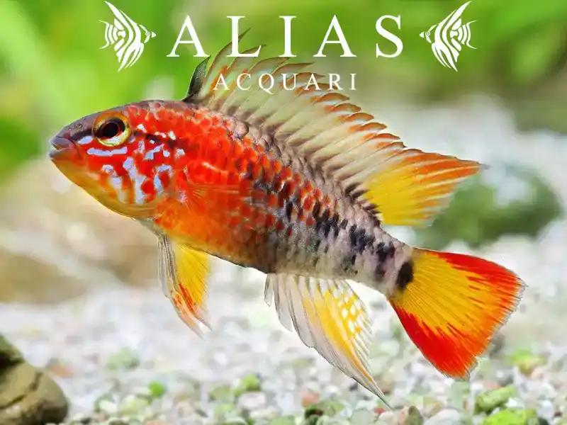 Apistogramma Macmasteri