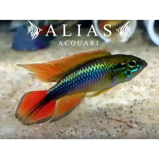 Apistogramma Agassizii super red