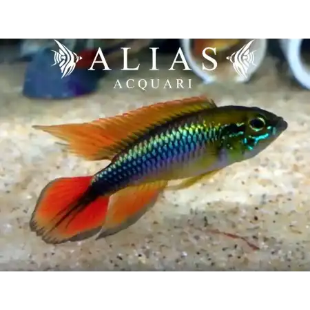 Apistogramma Agassizii super red