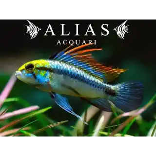 Apistogramma Trifasciatum