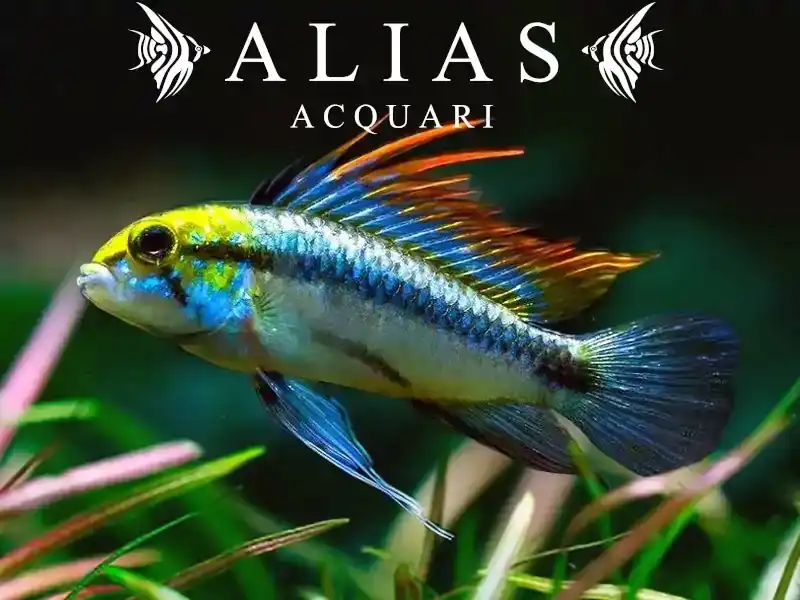 Apistogramma Trifasciatum