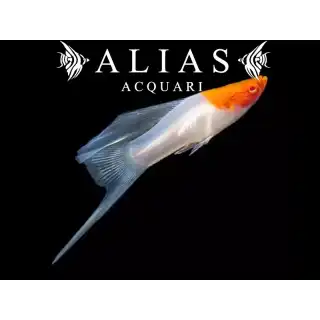 Xiphophorus helleri kohaku albino