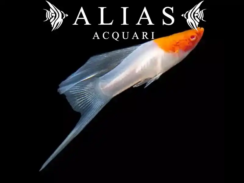 Xiphophorus helleri kohaku albino