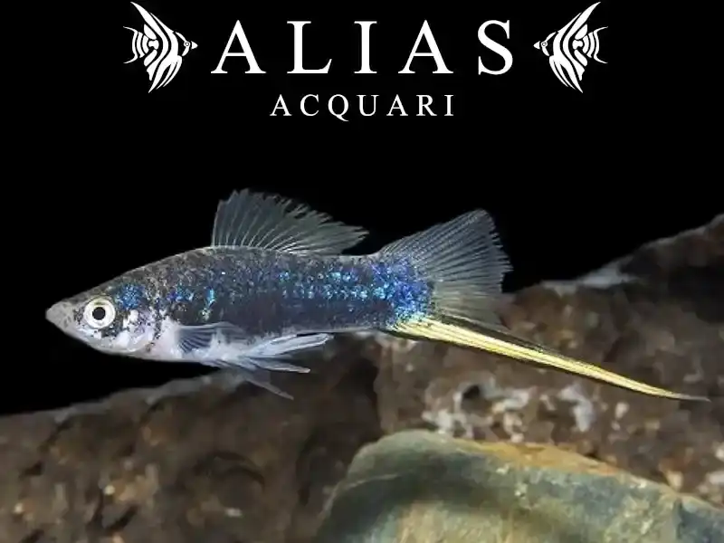 Xiphophorus helleri black