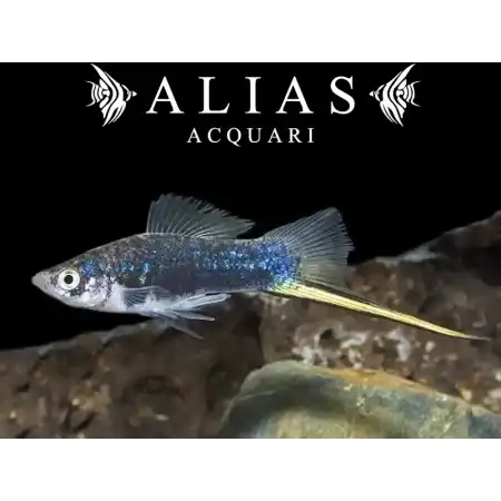 Xiphophorus helleri black