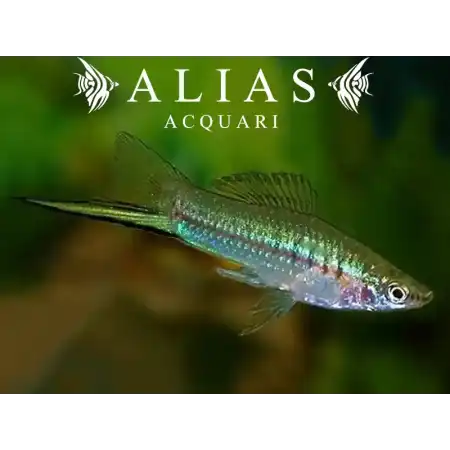 Xiphophorus helleri green
