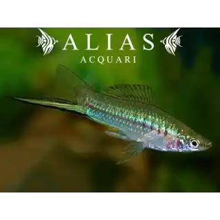 Xiphophorus helleri green