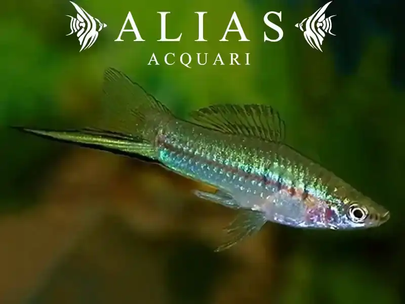 Xiphophorus helleri green