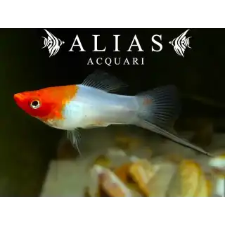 Xiphophorus helleri koi kohaku