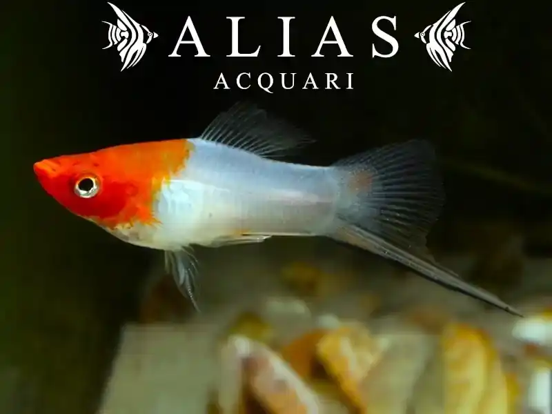 Xiphophorus helleri koi kohaku