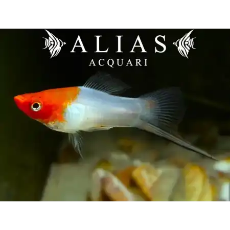Xiphophorus helleri koi kohaku