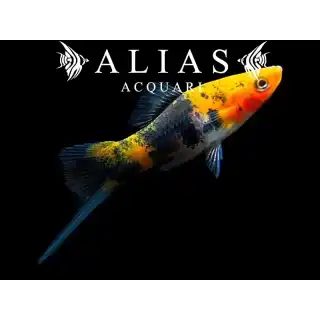 Xiphophorus helleri koi sanke