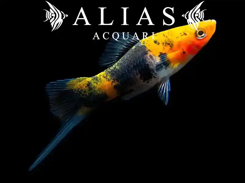 Xiphophorus helleri koi sanke