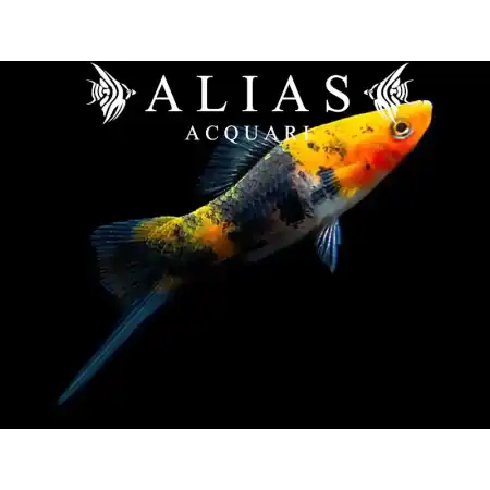 Xiphophorus helleri koi sanke