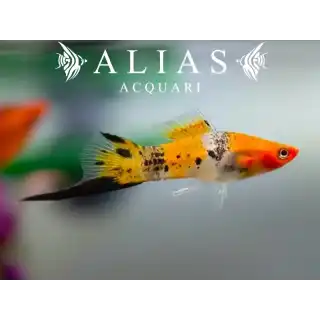 Xiphophorus helleri koi tricolour