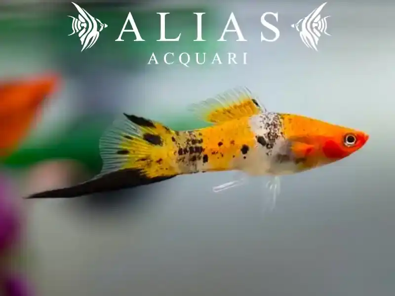 Xiphophorus helleri koi tricolour