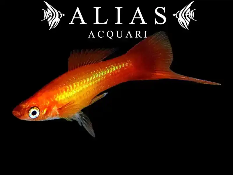 Xiphophorus helleri mary gold