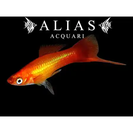 Xiphophorus helleri mary gold