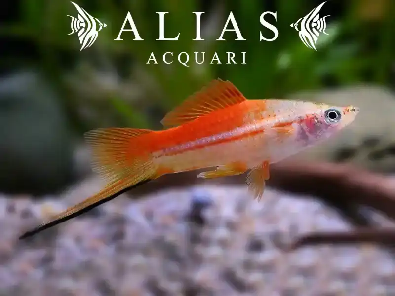 Xiphophorus helleri pineapple