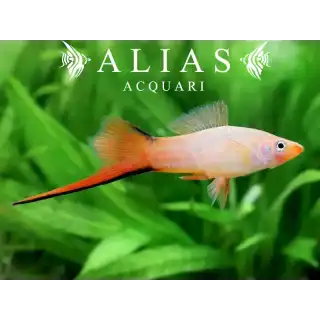 Xiphophorus helleri comet pink