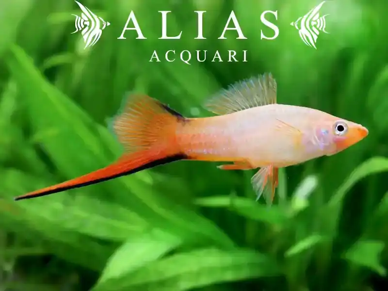 Xiphophorus helleri comet pink