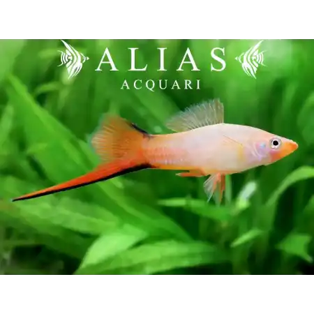 Xiphophorus helleri comet pink