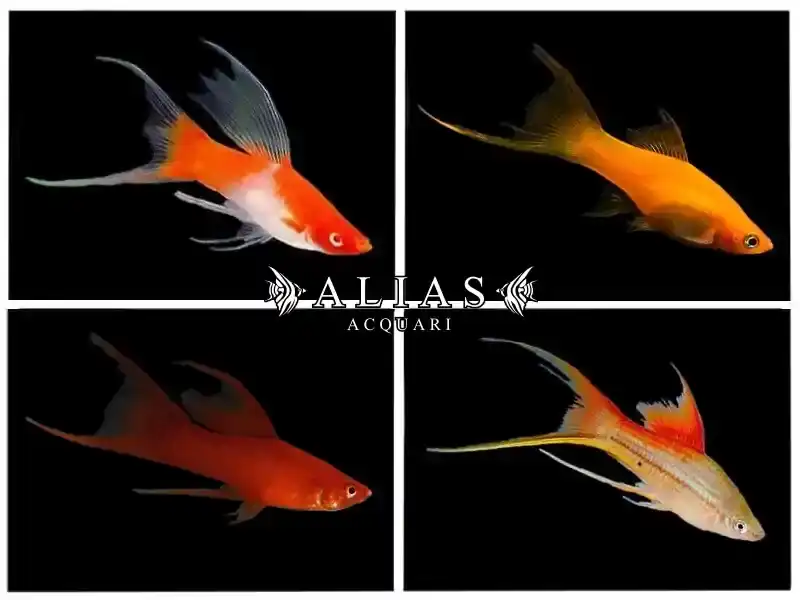 Xiphophorus helleri mix lyra