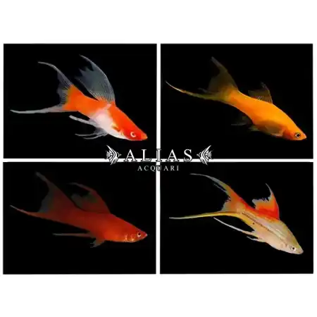 Xiphophorus helleri mix lyra