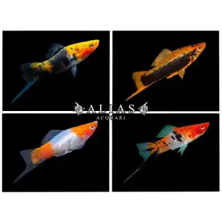 Xiphophorus helleri mix