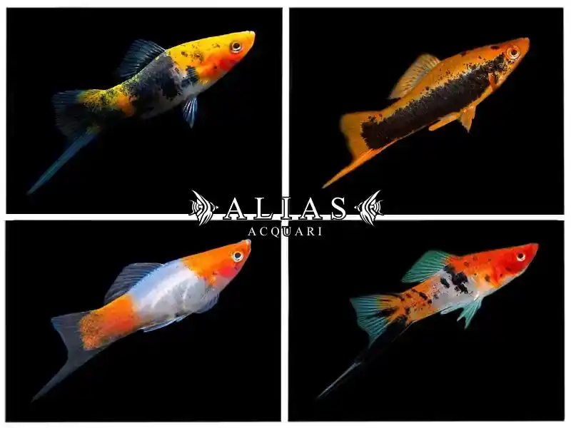 Xiphophorus helleri mix