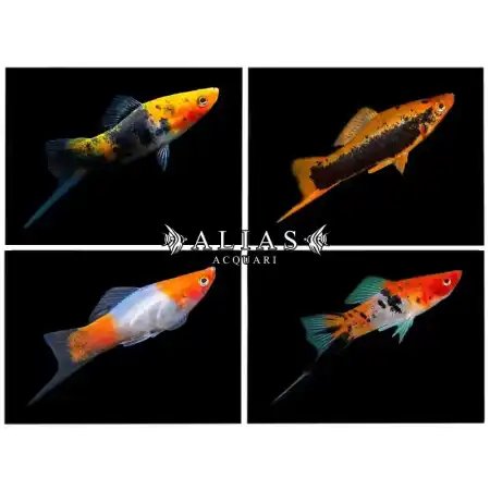 Xiphophorus helleri mix