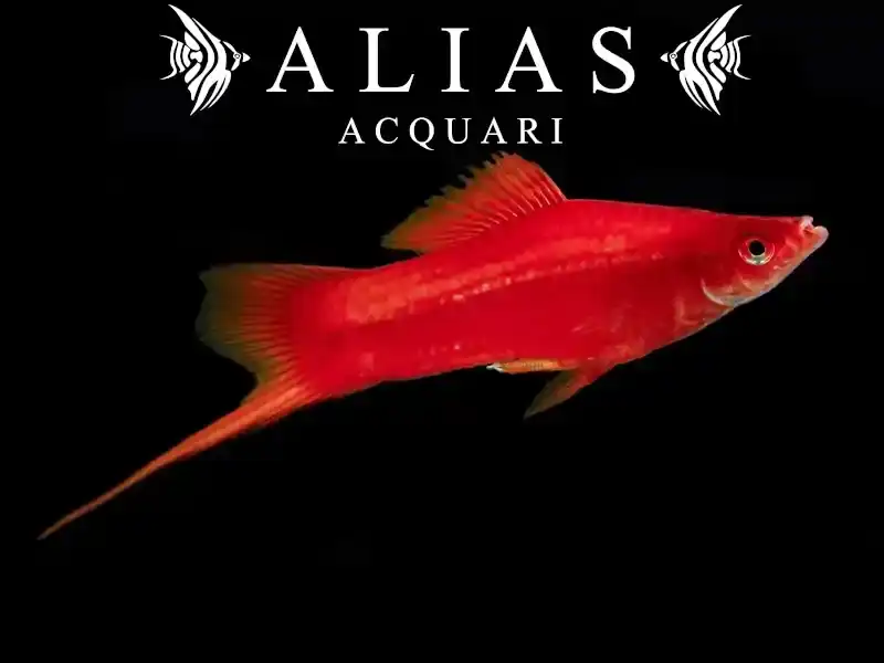 Xiphophorus helleri red