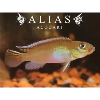 Nanochromis Nudiceps