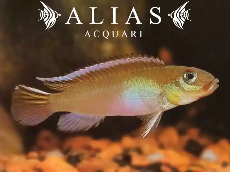 Nanochromis Nudiceps