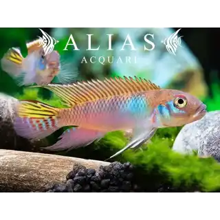Nanochromis Parilus