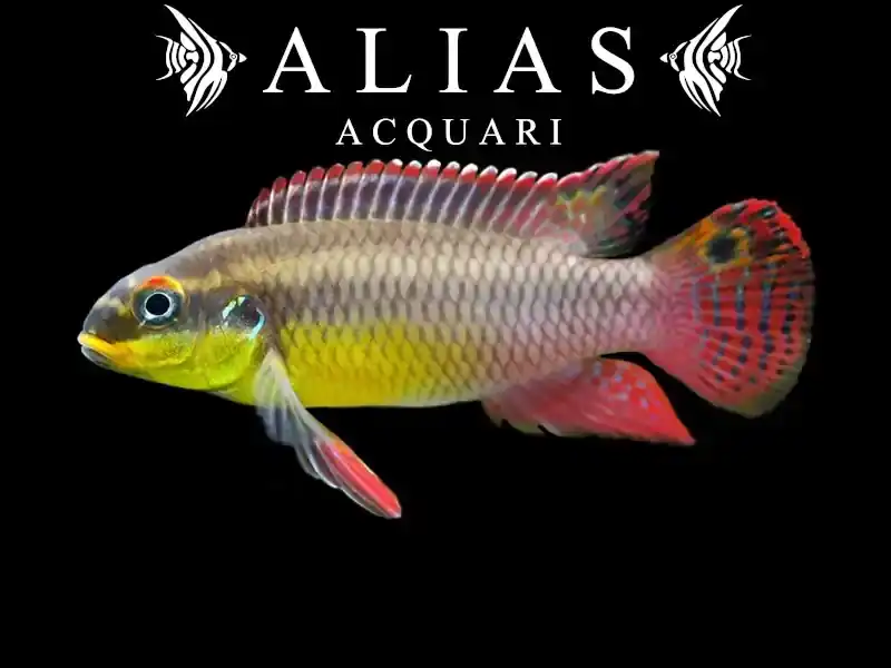 Pelvicachromis Taeniatus (Kribensis) kienke