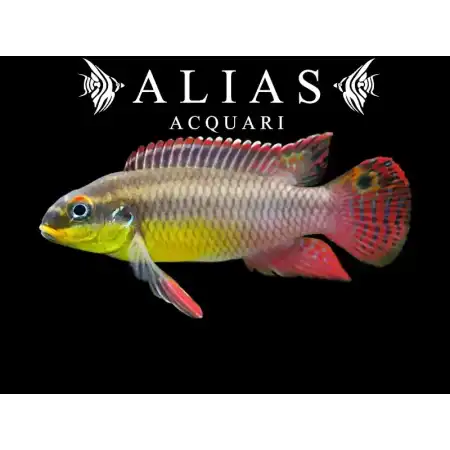 Pelvicachromis Taeniatus (Kribensis) kienke