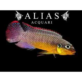 Pelvicachromis Taeniatus (Kribensis) lobe