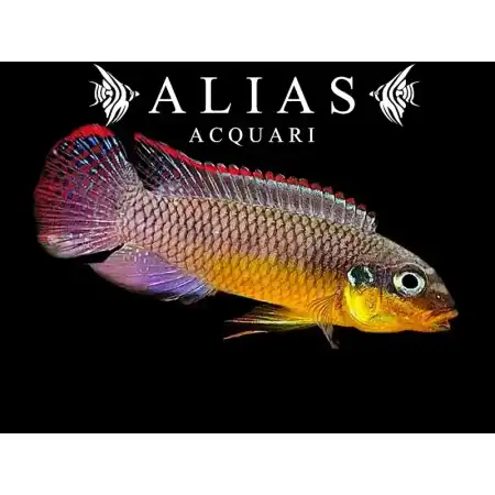 Pelvicachromis Taeniatus (Kribensis) lobe
