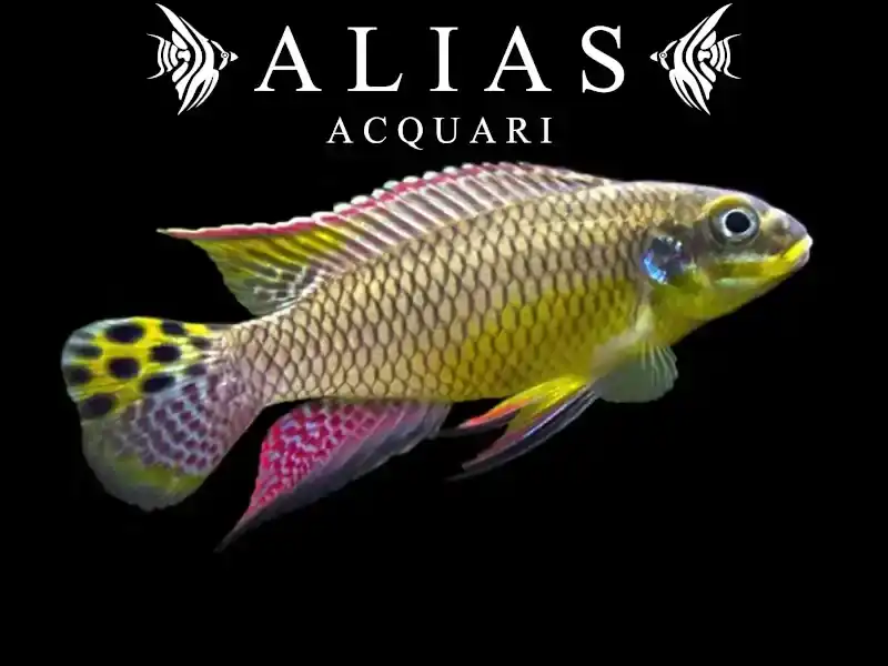Pelvicachromis Taeniatus (Kribensis) molive