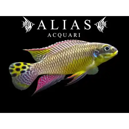 Pelvicachromis Taeniatus (Kribensis) molive