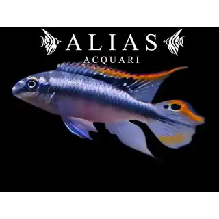 Pelvicachromis Pulcher blue