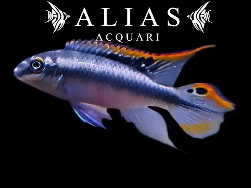 Pelvicachromis Pulcher blue