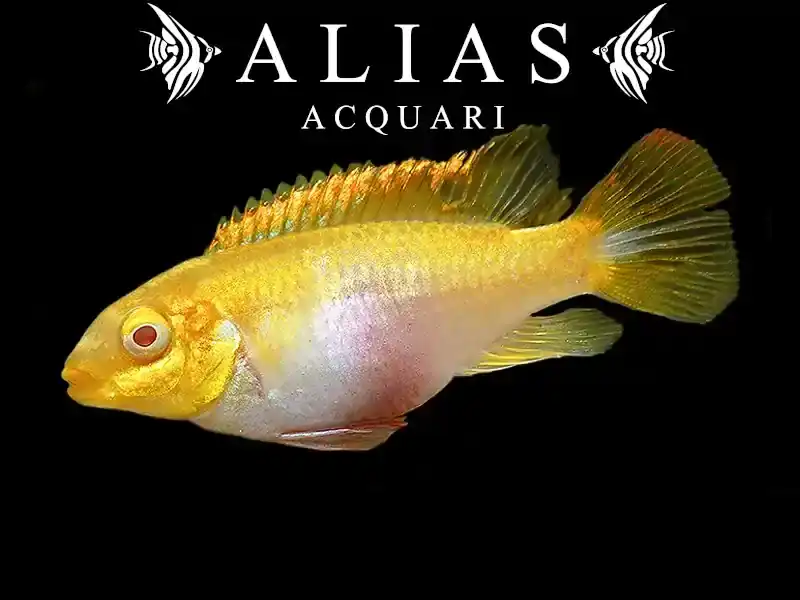 Pelvicachromis pulcher albin (gold)