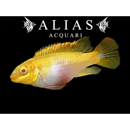 Pelvicachromis pulcher albin (gold)