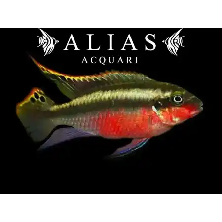 Pelvicachromis pulcher super red